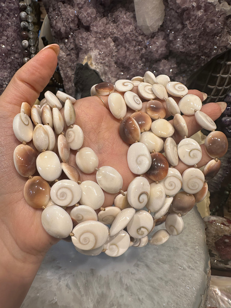 Shiva eye 12x8mm natural shell beads